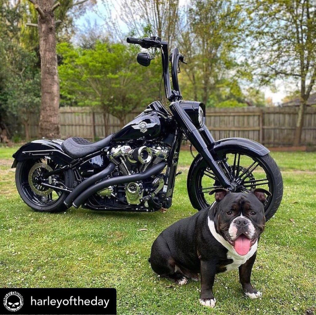 2″ Thick Reverse Highball ハンドルバー | ハーレー・カスタム